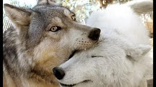 Как метис волка нашёл свою вторую половинку! История любви со счастливым концом… Как метис волка нашёл свою вторую половинку! История любви со счастливым концом…