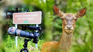| LA FORÊT DE GRÉSIGNE | À LA RECHERCHE DU CERF | wildlife photography