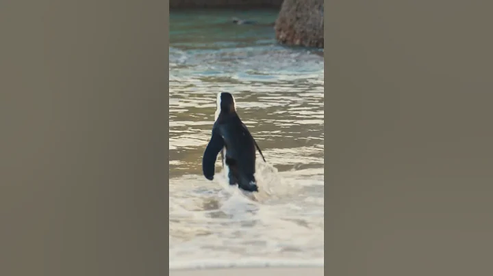 Emperor penguins are the world’s biggest penguins