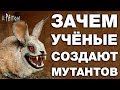 ТОП 7 ЖИВОТНЫХ СОЗДАННЫХ ЧЕЛОВЕКОМ. ЗАЧЕМ УЧЁНЫМ БИОРОБОТЫ - МУТАНТЫ. ШОКИРУЮЩИЕ НАУЧНЫЕ ОПЫТЫ С ДНК