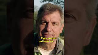 The Bengal Tiger One Of The Worlds Mightiest Land Predators