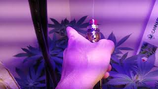Flowering out and a special message to nobody knows who