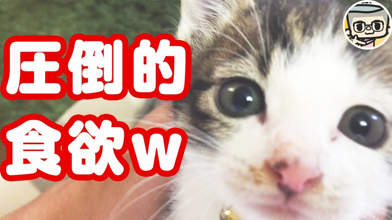 ご飯の作り方まとめてみた 子猫かわいい How To Make A Kitten S Meal Youtube