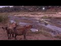 CLASH of the CLANS! Rival HYENAS compete over KILL. EPIC AUDIO