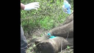 Treatment Of A Wild Elephant With A Leg Injury | 脚に怪我を負った野生ゾウの治療 | Elephant | Animals #Shorts