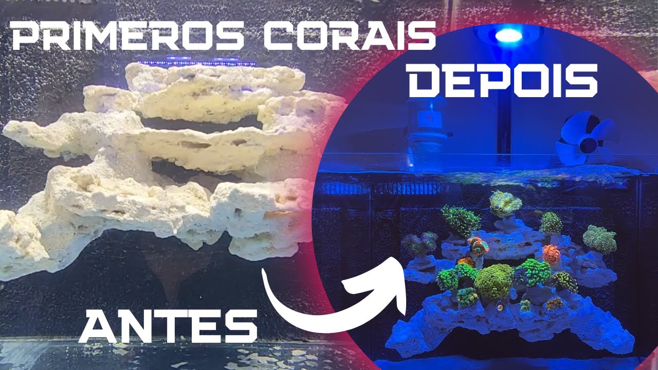 Primeiros Corais ! Passo a passo - Montagem de um Nano Reef com layout suspenso - Parte 2/3
