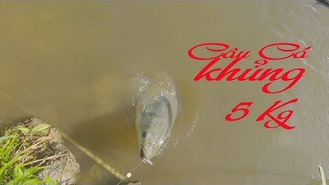 Câu cá bằng lòng gà bất ngờ câu được em trắm cỏ khủng 5kg-Nờ TV