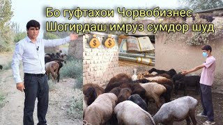 Аввалин шогирди Чорвобизнес сумдор шуд! 💰💰🐑🐏