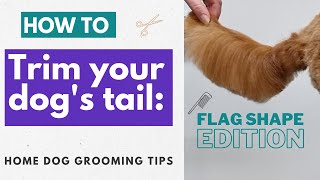 How To Groom Your Dog’s Tail  Flag Shape Edition | Home Dog Grooming Tips