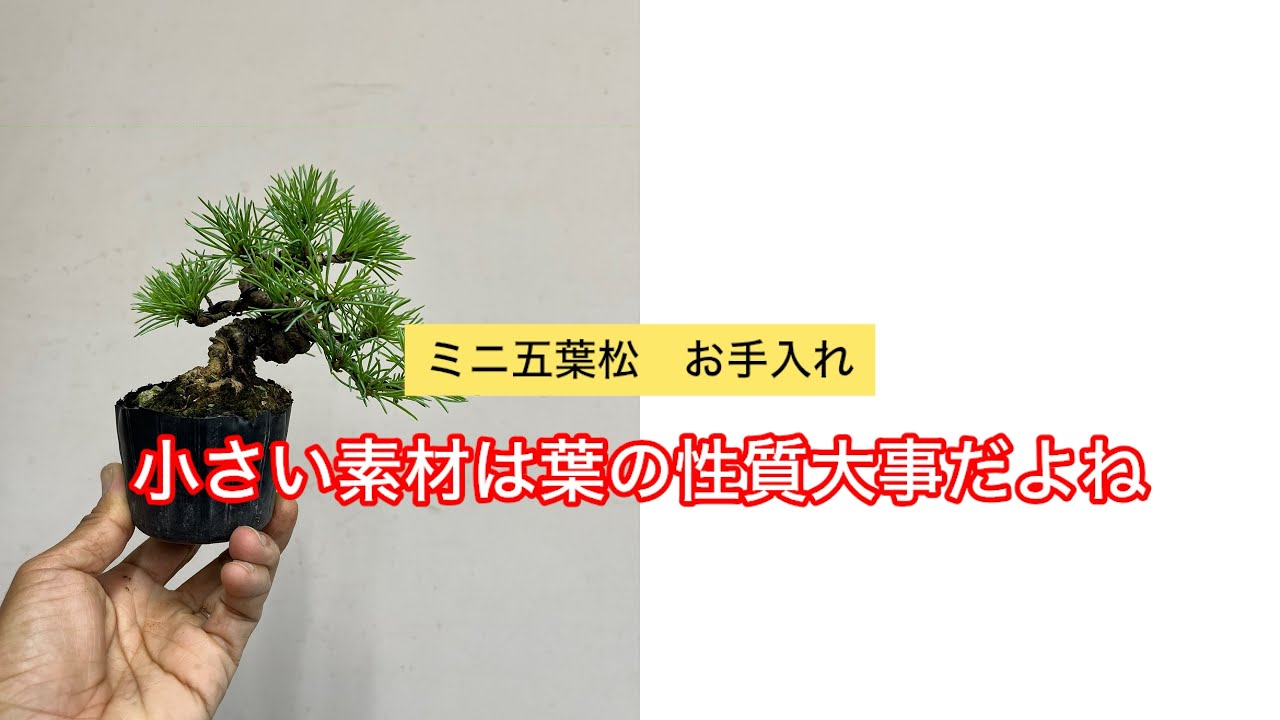 ミニ五葉松盆栽 古葉刈り 針金かけ お手入れ - YouTube