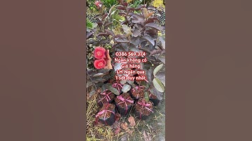 Cây Ổi đỏ Ayothaya 3 Thái Lan rất ngon | 0386569374 - Ngọc Ngân Bến Tre | Chuyên cây độc lạ