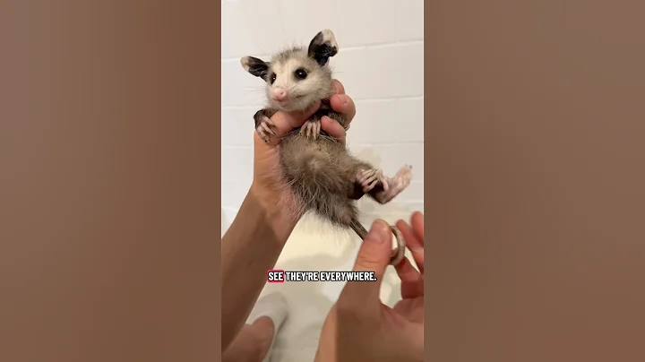 Video 11905461: kitten bath, little kitten