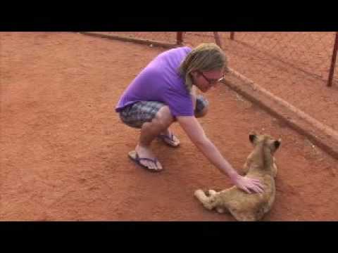 pilanesberg lion cubs 3