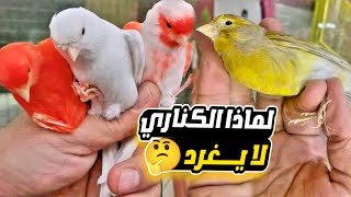 5 أسباب تجعل الكناري يتوقف عن التغريد