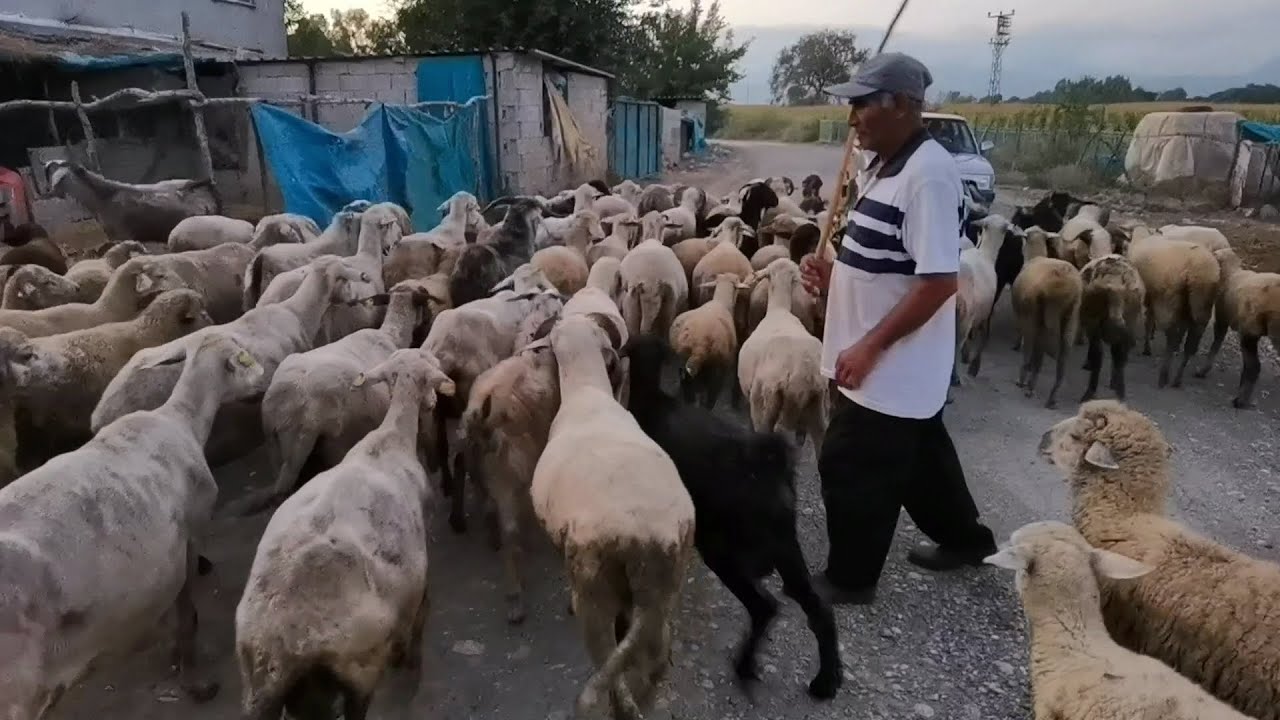 Osmaniye Düziçi Böcekli Beldesi Gezisi - Köyde Yaşam