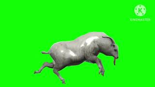 Sheep Running Green Screen