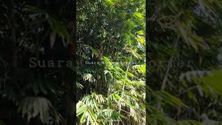 Suara Transformer Di Dalam Hutan