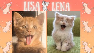 😻🐱LISA OR LENA CUTE CATS 🐱😻