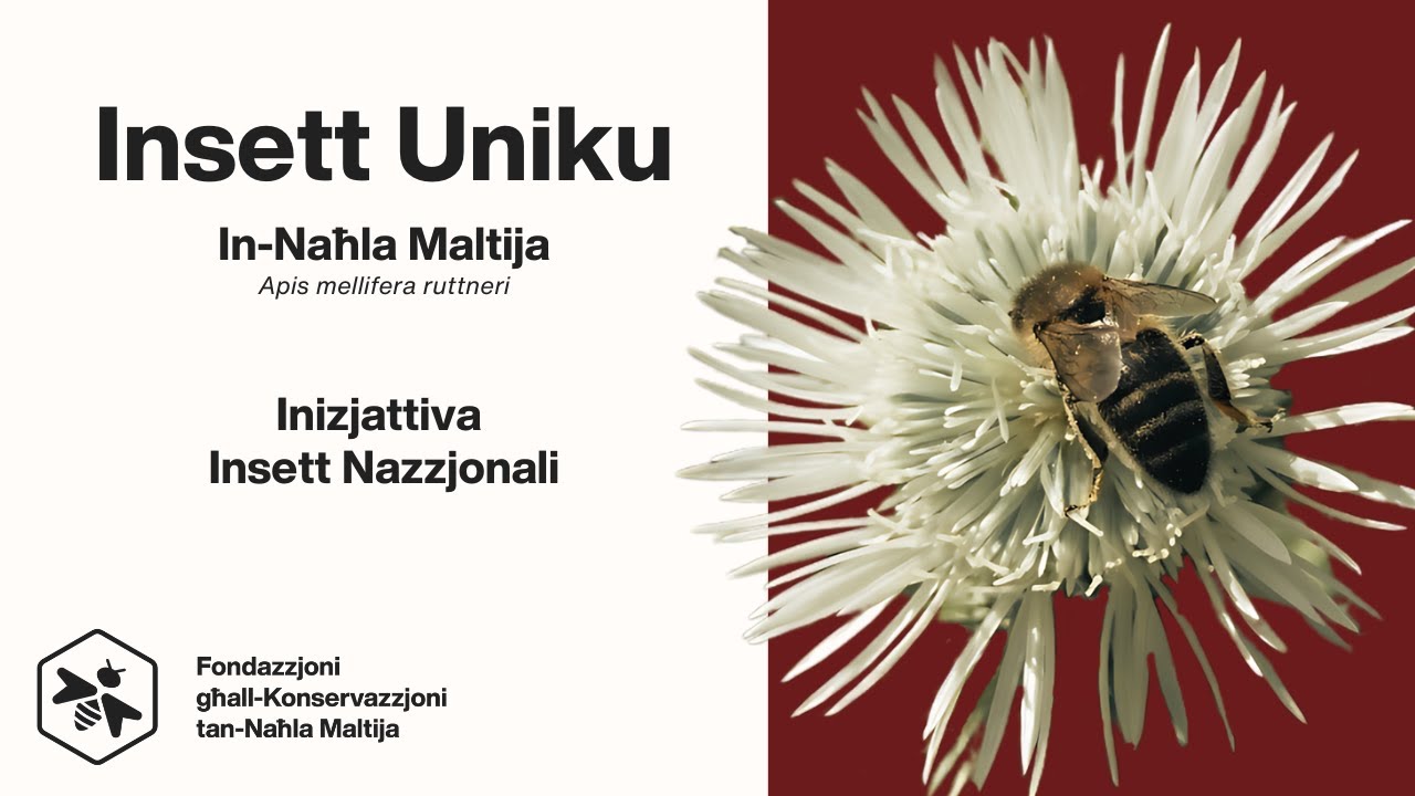 Insett Insett Uniku: In-Naħla Maltija | Inizjattiva Insett Nazzjonali - YouTube