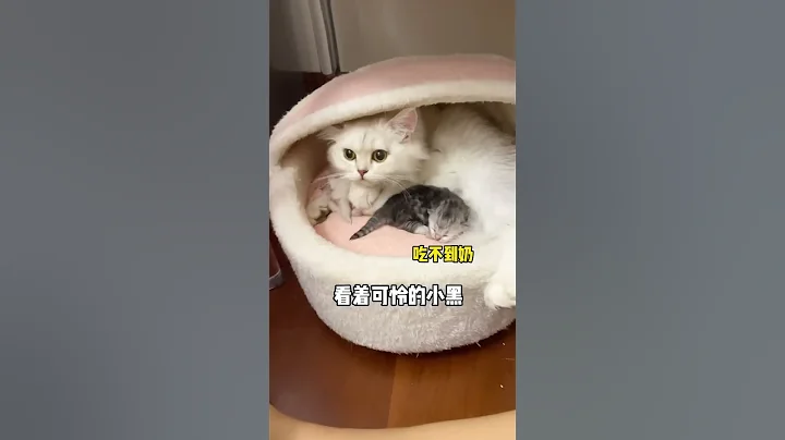 【波比是只橘喵】猫妈妈不认自己的孩子怎么办？这个方法真的很管用诶！ - 天天要闻