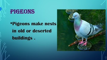 Nesting habits of birds..                                   Materials  to make a nest ..A busy month