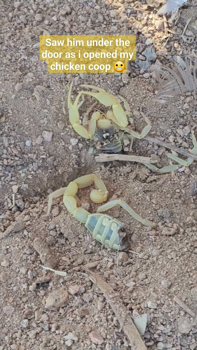 Apparently scorpions still move after you kill them 🫣 #ranchlife #california #mojavedesert #farmer