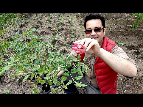 Cum se plantează roșiile cu cot?
