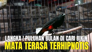 INI BARU REJEKI ! SIAPA YG GAK BAHAGIA TIBA2 NEMU BURUNG LANGKA DAN DI CARI BANYAK ORANG !