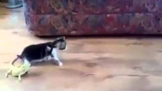 Funny cat