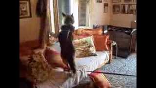 German Sheperd Training Guard Dog By Veginas Dog Farm Part 1