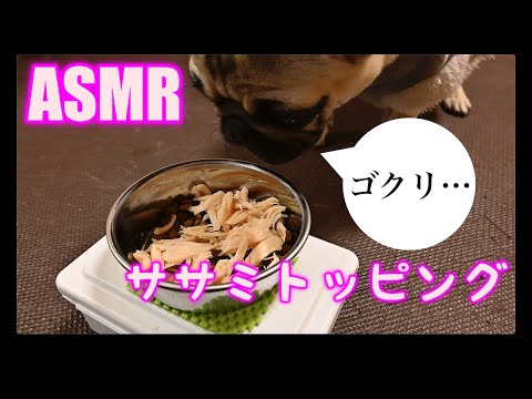 【ASMR】ササミとドライフードの咀嚼音ハーモニー【パグつくし/pug】