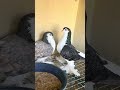 Expensive Pigeons#shorts#shortsfeed#ytshorts#pigeon#birds#