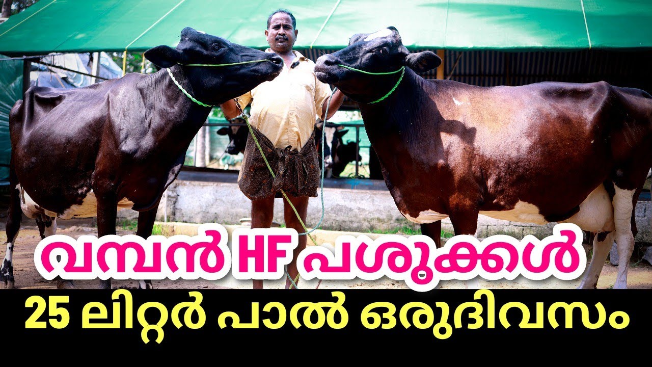 25 ലിറ്റർ പാലിൽ കുറയാത്ത പശുക്കൾ വാങ്ങാം 😍 #cow #dairyfarming