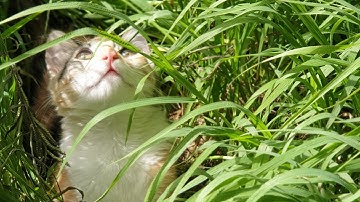 Catnip Obsession / The Effects of Catnip on Calico Cat- Funny!