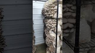 Blue Oyster Mushroom Harvest!!