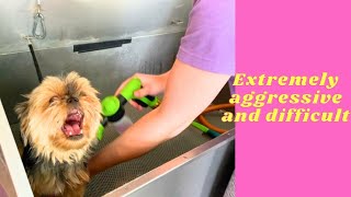 Very aggressive and difficult dog to groom! #yorkie #petgrooming #wisconsingroomer