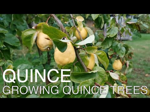 Video: What Is Quince Fruit: Lær om å dyrke kvedetrær