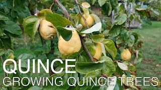Growing Quince Fruit Trees