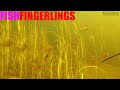 Fish fingerlings hide in the vegetation in a natural habitat that keeps them safe from being hunted