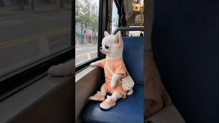 주식 도전기 #chihuahua #치와와