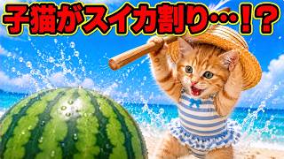 ミサ猫美味しいスイカさん!★ブラジル産ウォーターメロントルマリン★ Mochi's First-Ever Watermelon Smash! 🍉🐱 A Big Wind-Up… Can She
