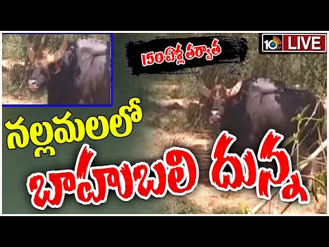 LIVE: After 150 Years Wild Bull | 150 ఏళ్ల తర్వాత నల్లమలలో అడవి దున్న ప్రత్యక్షం | 10TV