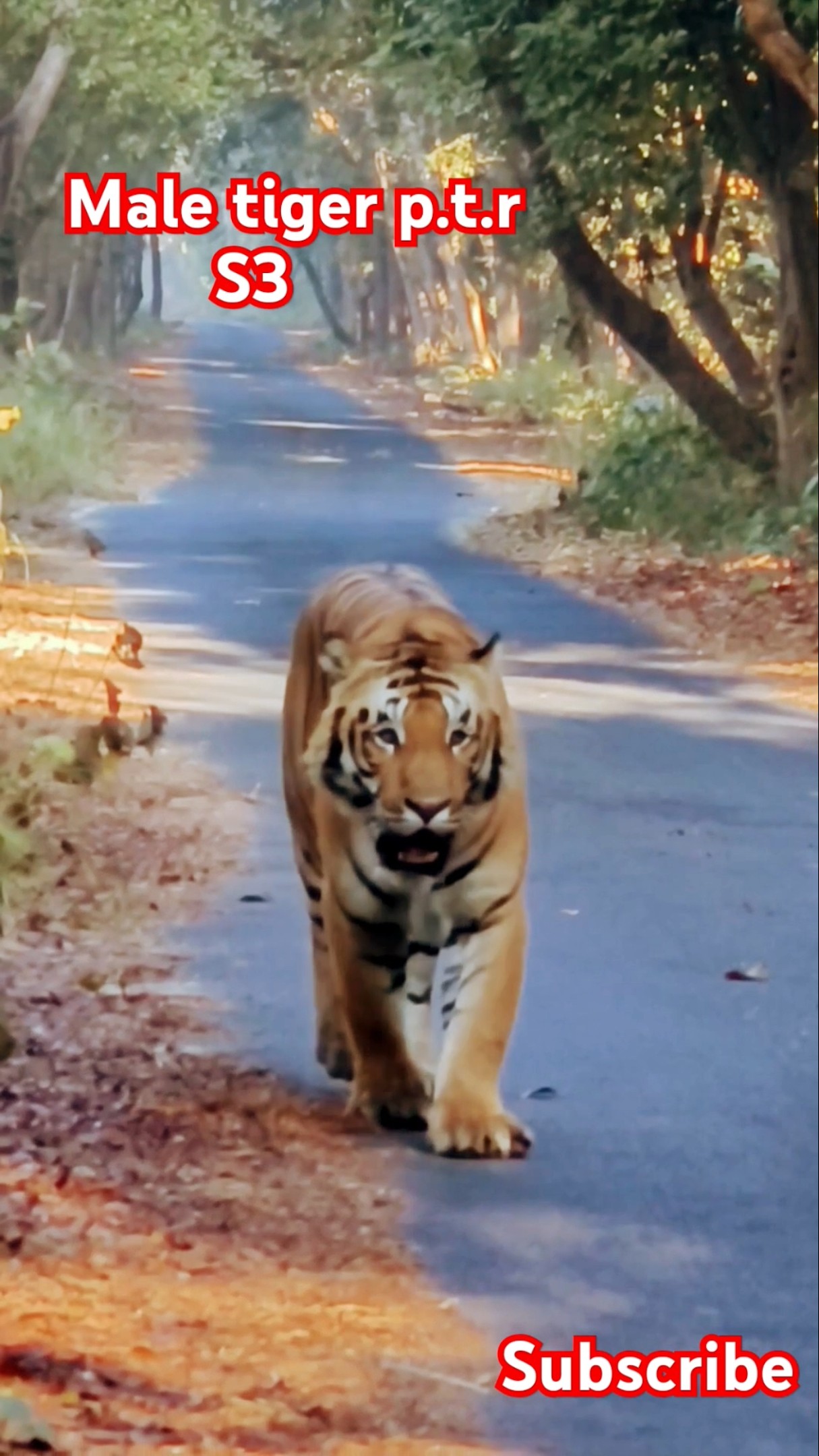 Bengal tiger wildlife video amazing animals wilddiscovery Bengal tiger wildlife video amazing animals wilddiscovery