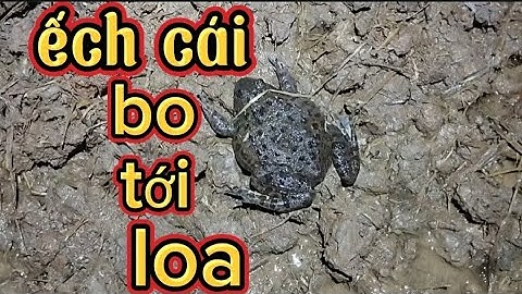 Đi bắt ếch đồng bơm  nước chuẩn bị xả lúa ếch cặp ngon lành