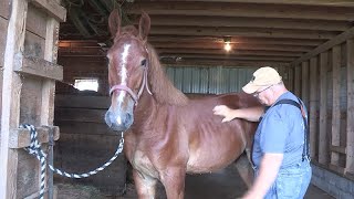 Switching to Suffolk Horses at Riceland Meadows