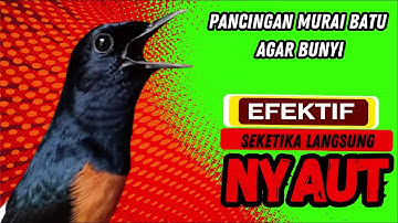 pancingan murai batu AGAR BUNYI ampuh untuk JADIKAN murai batu GACOR EMOSI