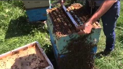 French Hill Apiaries inserting  a push in cage , recording on hive body!