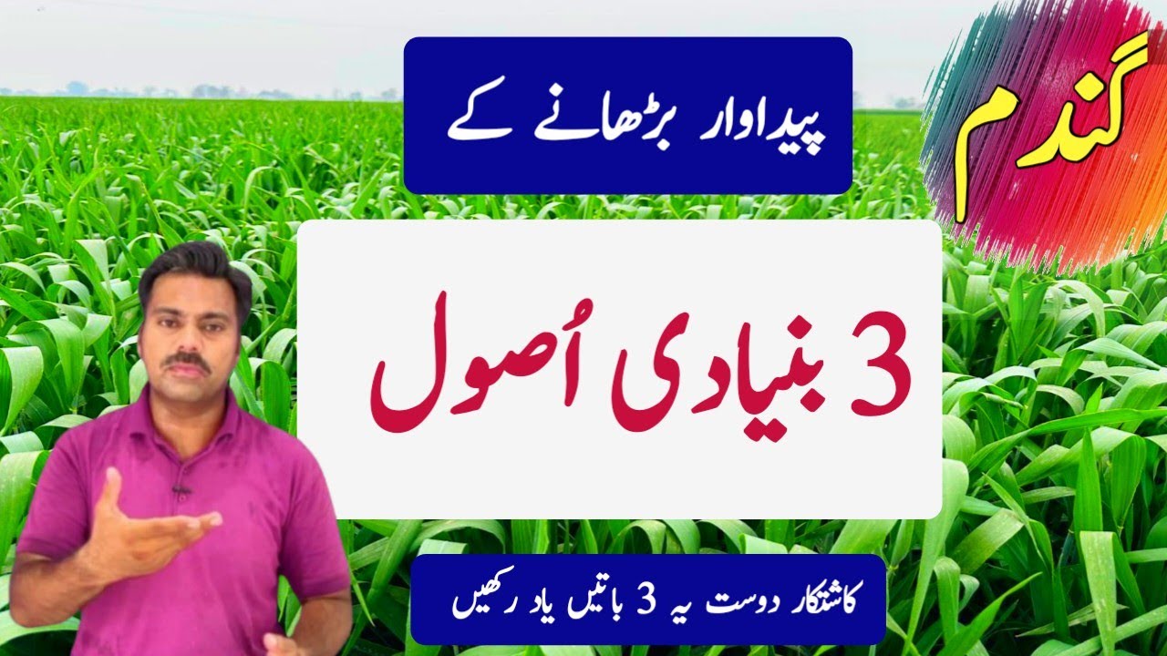 Basic principles to get bumper grains yield from wheat crop | Abid Ali Agrarian 
