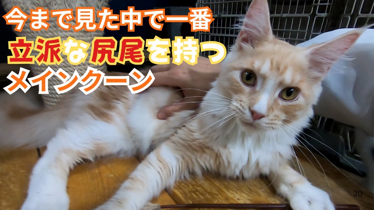 繁殖場からレスキューされたメインクーンはイケメン猫今までで一番立派