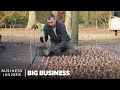 How 7 Million Flowers Are Planted At Keukenhof Every Year | Big Business